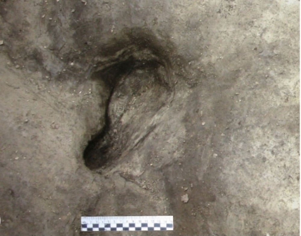 Entre as pegadas encontradas, estão três rastros que correspondem às pegadas de hominídeos (humanos e ancestrais primatas). 