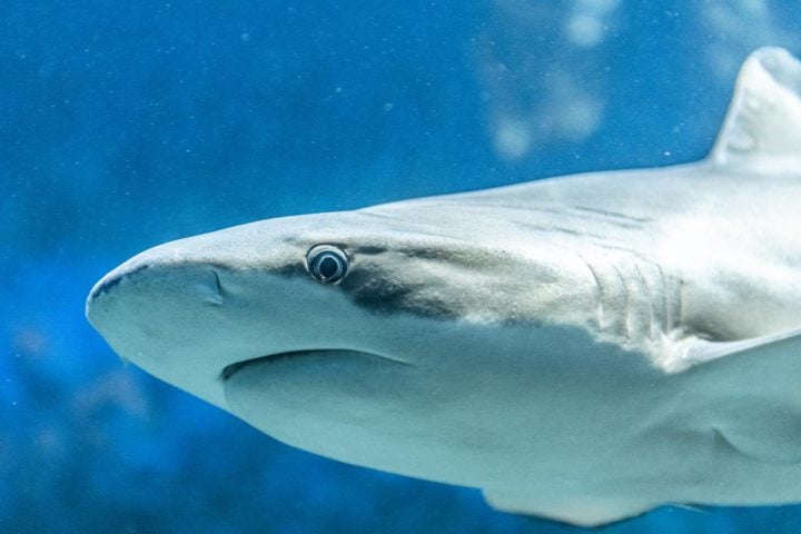 Tubarões: São mais velhos que os dinossauros, existindo há mais de 400 milhões de anos. Os tubarões são peixes cartilaginosos predadores. Encontrados em oceanos do mundo todo. Vivem de 20 a 70 anos, dependendo da espécie.