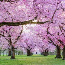 O encanto das cerejeiras japonesas e seu significado global - Imagem de ????Christel???? por Pixabay