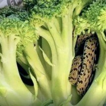 Cobra fica dentro de brócolis três dias na geladeira, sobrevive e causa susto -  Reprodução do Facebook