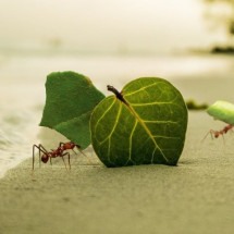 Humanos &#8216;perdem&#8217; para formigas em teste de inteligência coletiva - Timo Anjala/Pixabay 
