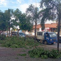 Lagoa Santa: 50 árvores caíram por causa de 'microexplosão climática' - Carlos Altman/EM/D.A Press