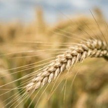 Muito além da cerveja: veja os benefícios da cevada na alimentação - wirestock freepik