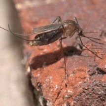 Doenças transmitidas por mosquitos serão "novo normal" na Europa