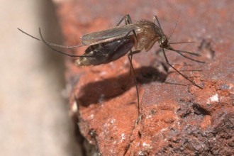 Doenças transmitidas por mosquitos serão "novo normal" na Europa