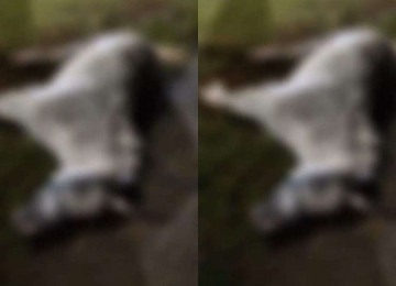 Animal morreu eletrocutado enquanto passava pela orla da Lagoa da Pampulha, em BH -  (crédito: Reprodução/Redes sociais)