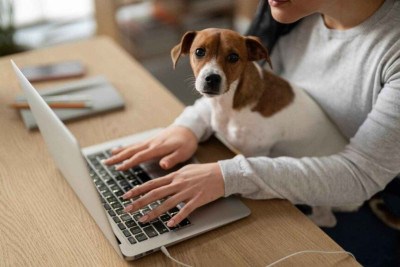 Justiça negou pedido de indenização por mordida de cachorro durante teletrabalho -  (crédito: FreePik)