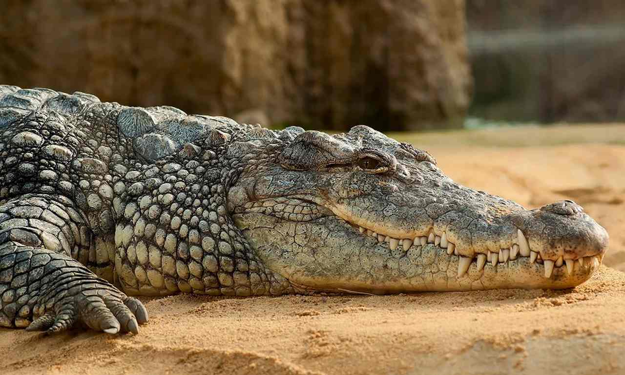Fatos curiosos e horripilantes sobre crocodilos Fatos curiosos e horripilantes sobre crocodilos