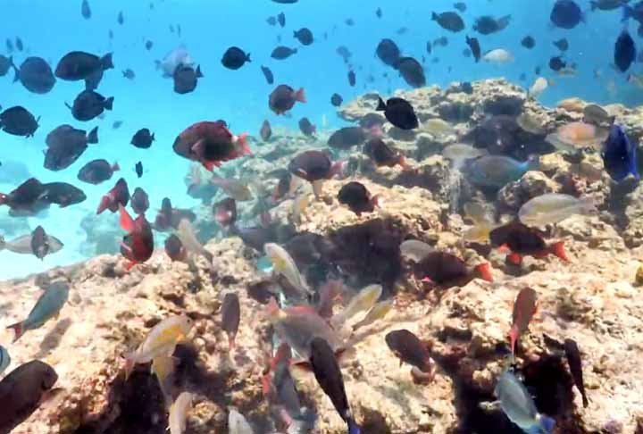 Os corais, organismos vivos essenciais para o ecossistema, estão morrendo em até 80% nas áreas rasas, causando desequilíbrio na vida marinha, impactando a pesca e o turismo. -Reprodução/Globoplay