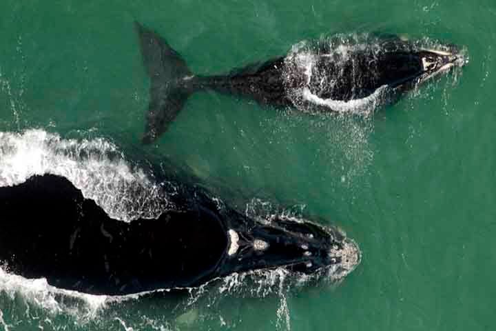 A vinda das baleias-francas para as Ã¡guas mais tranquilas e quentes do Brasil tÃªm um motivo: o nascimento de filhotes, que medem entre 4 e 5 metros e pesam cerca de duas toneladas.