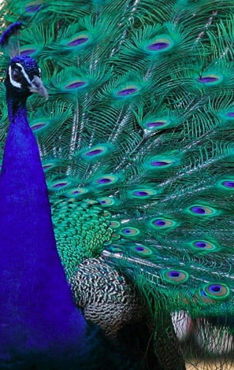 Pavão: Ave "exibicionista" tem peculiaridades, atrativos e simbolismos - Quadell wikimedia commons