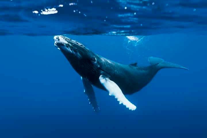 Com a recuperaÃ§Ã£o populacional da espÃ©cie observada em anos recentes, avistagens tambÃ©m ao sul vÃªm se tornando mais frequentes, como na Bacia de Campos no Rio de Janeiro e no entorno de Ilhabela em SÃ£o Paulo. 