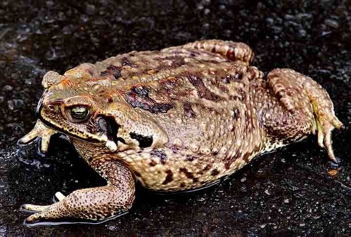 Anfíbios, como sapos e rãs, também botam ovos. Alguns na água, outros na terra. A quantidade costuma ser grande e poucos girinos chegam à fase adulta.