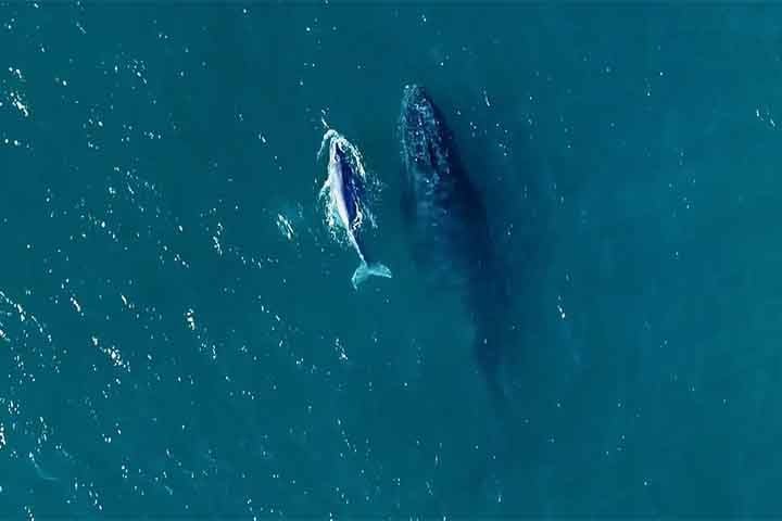 Apesar de a população estar se recuperando ao longo dos anos, a situação ainda é delicada. Especialistas notam que a reprodução da espécie tem sido mais lenta.