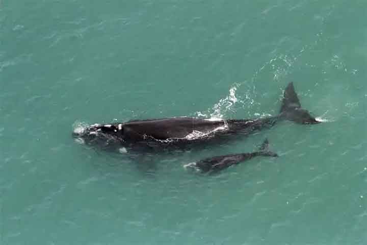 Conforme dados de 2020 do Instituto Australis, que atua pela conservação dos animais, a espécie tinha uma taxa de crescimento de 4,8% ao ano, com base em 15 anos de dados de sobrevoos para monitoramento. 