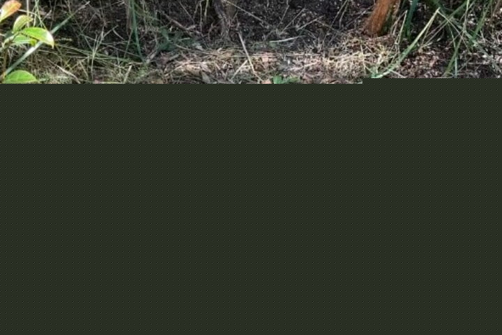 Pesquisadores australianos encontraram um ninho com nove ovos azul-turquesa de emu costeiro em uma floresta estadual no estado de Nona Gales do Sul, no sudoeste do país. A espécie atualmente é rara - considerada ameaçada de extinção - o que torna a descoberta um ótimo sinal para os biólogos que tentam preservar esses animais.
 -  (crédito: Divulgação/NSW Government)