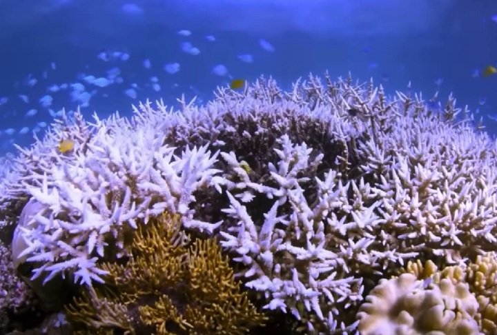 Dados semelhantes foram observados em Pernambuco, onde 70% a 80% dos corais morreram, segundo Pedro Pereira, especialista em biologia de corais.-reprodução