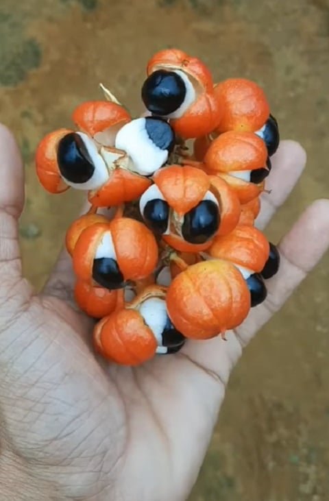 Guaraná: sabor brasileiro conquistou o gosto mundial