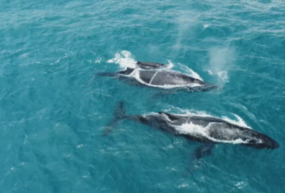 Para fugir do frio da Antártica, as baleias-jubarte se dirigem para o litoral brasileiro em busca das águas mornas da região. Atualmente, estima-se que 35 mil delas cheguem ao Nordeste a cada temporada de reprodução.
