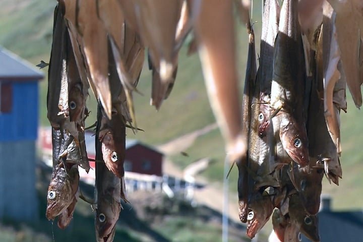 Economicamente, a Groenlândia depende da pesca, especialmente do camarão e do halibute, além da extração de minérios, que são abundantes na região.