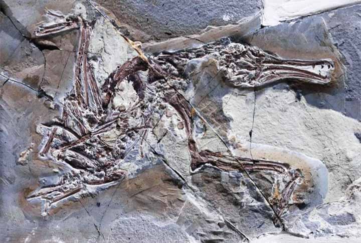 No estudo, os cientistas descobriram que as espécies que tinham peixes no estômago não se pareciam muito com o Longipteryx. Foi então que a cientista Jingmai O’Connor notou uma espécie no Museu de Campo de História Natural de Chicago com o estômago cheio.