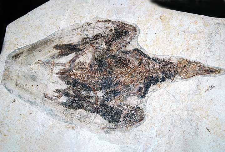 Os seus fósseis foram encontrados nas formações geológicas de Yixian e Jiufotang, ambos na China. Da mesma forma que as aves atuais, o Confuciusornis possuía um bico sem dentes.