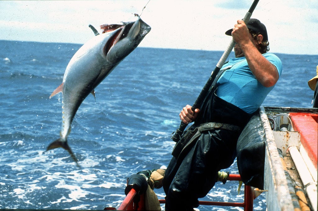 Em 2024, o Mediterrâneo registrou temperaturas recordes, ultrapassando o limite crítico para o desenvolvimento do atum-rabilho. Essa mudança pode levar os atuns jovens a serem capturados em locais de pesca tradicional de outras espécies, como sardinhas e anchovas.