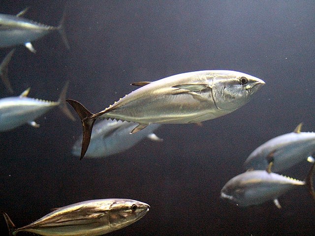 Um deles é o atum-rabilho, utilizado em sushis e sashimis. Atualmente, é o peixe mais caro do mundo, superando significativamente outras espécies, como o atum-bonito. 