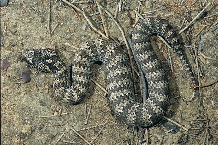Cobra da Morte - OriginÃ¡ria da AustrÃ¡lia. TambÃ©m Ã© encontrada na Nova GuinÃ©.  Diferentemente da maioria das cobras, que reagem quando provocadas, esta serpente ataca por nada, sem ter sido ameaÃ§ada. E tem um dos botes mais rÃ¡pidos.   