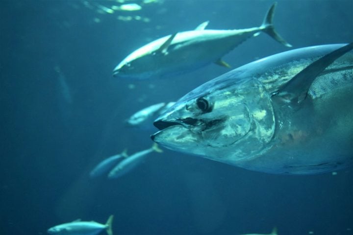 Pesquisas lideradas por Clive Trueman, da Universidade de Southampton, no Reino Unido, utilizam otólitos — estruturas no ouvido dos peixes — para entender como a temperatura afeta seu metabolismo e crescimento.
