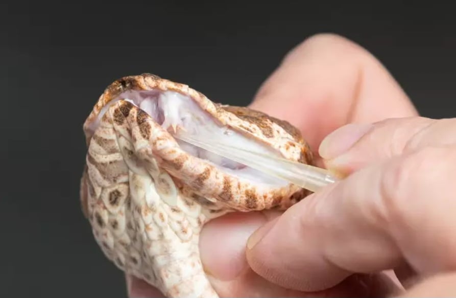 Mutação rara e intrigante: Cobra venenosa com 3 presas é descoberta na Austrália