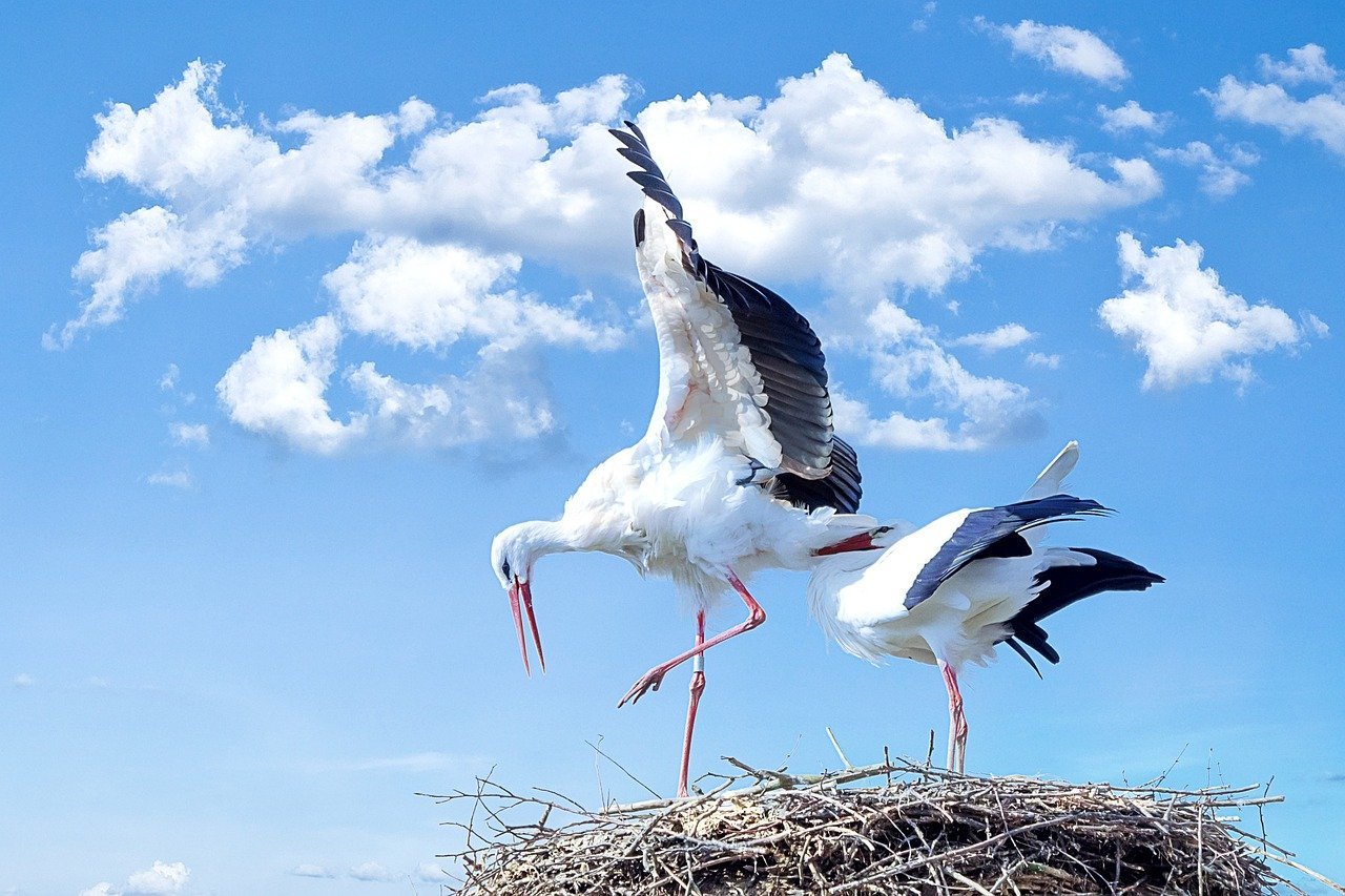 É recorrente avistar populações de cegonhas principalmente na região centro de Portugal, tornando-se assim uma ave bastante característica da paisagem portuguesa e considerada por muitos um símbolo regional.