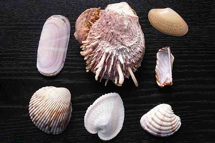 Confira a importância das conchas para o ecossistema