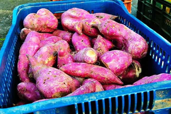 A batata doce também ajuda na produção de queratina. O tubérculo também tem potássio, manganês e vitaminas B6, C e carotenóides da provitamina A.- Flickr sustentabilidades.av