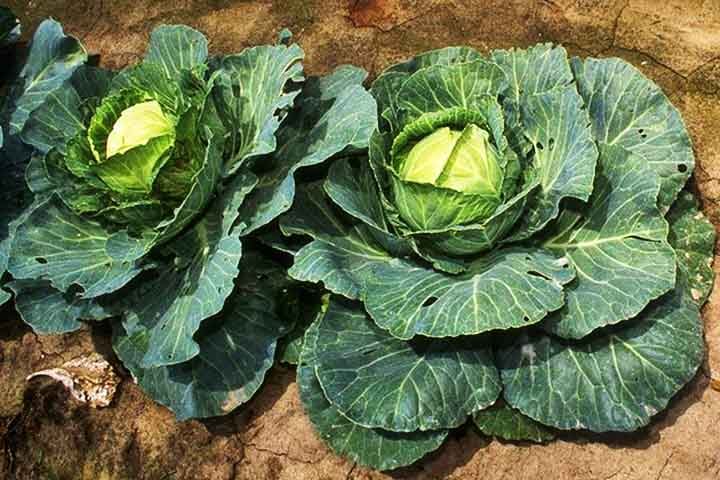 A couve é uma boa fonte de provitamina A, que auxilia na síntese da queratina, e é rica em vitamina C, um nutriente solúvel em água que funciona como antioxidante.- Bill Tarpenning/Wikimédia Commons
