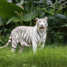 Alguns animais se destacam na natureza pela beleza (Imagem: TADAphotographer | Shutterstock) - (crédito: EdiCase) Alguns animais se destacam na natureza pela beleza (Imagem: TADAphotographer | Shutterstock) - (crédito: EdiCase)