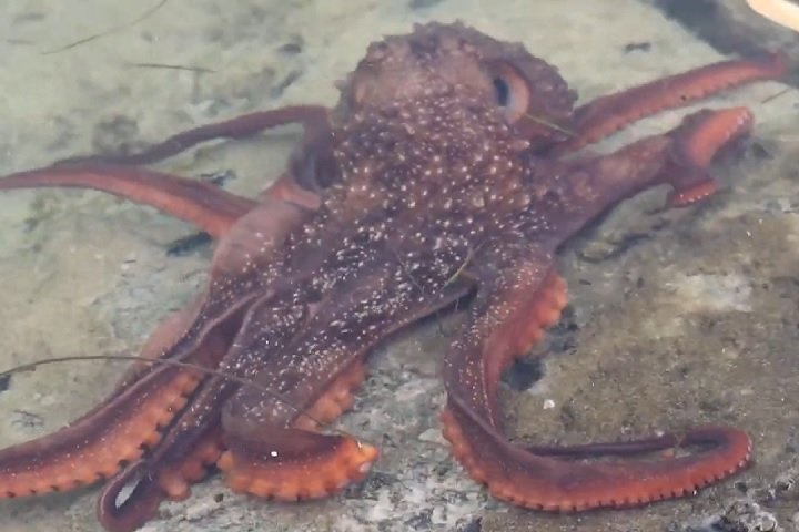Já o polvo-maori (Macroctopus maorum) é uma espécie de polvo encontrada nas águas temperadas do sul da Austrália, Nova Zelândia e Ilhas Falkland.