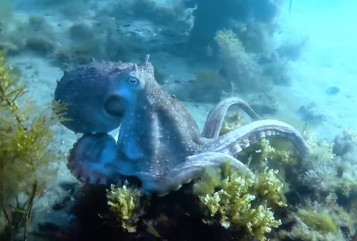 Também conhecido como polvo-da-Nova-Zelândia, esse molusco é um dos maiores polvos da região, podendo atingir até 3 metros de envergadura e pesar mais de 10 kg.