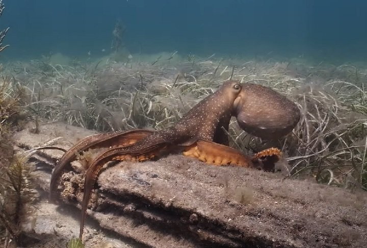 Além disso, o polvo-maori tem uma alta capacidade de regeneração, podendo inclusive recuperar tentáculos perdidos.