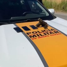 Operação policial termina com dois presos e arma apreendida em Minas - PMMG/Divulgação