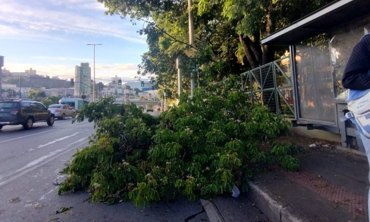 Galho ocupa uma faixa no sentido centro da Avenida Antônio Carlos -  (crédito: Melissa Souza/E.M./D.A. Press)