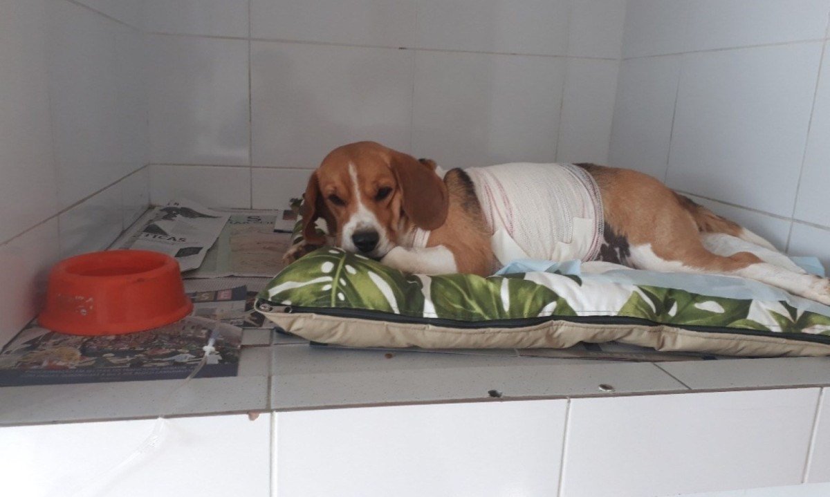 Os veterin&aacute;rios eram r&eacute;us por maus-tratos a diversos animais. Um deles, a beagle Malu, que morreu em 2019 -  (crédito: Arquivo pessoal)