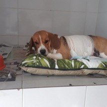 Grande BH: donos de clínica acusada de congelar pets passam por audiência - Arquivo pessoal