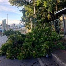 BH: queda de galho complica trânsito na Avenida Antônio Carlos - Melissa Souza/E.M./D.A. Press