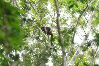 Macacos n&atilde;o s&atilde;o respons&aacute;veis pela transmiss&atilde;o, mas considerados sentinelas, j&aacute; que servem como indicador da presen&ccedil;a do v&iacute;rus em determinada regi&atilde;o  -  (crédito: Juarez Rodrigues/EM/D.A Press)