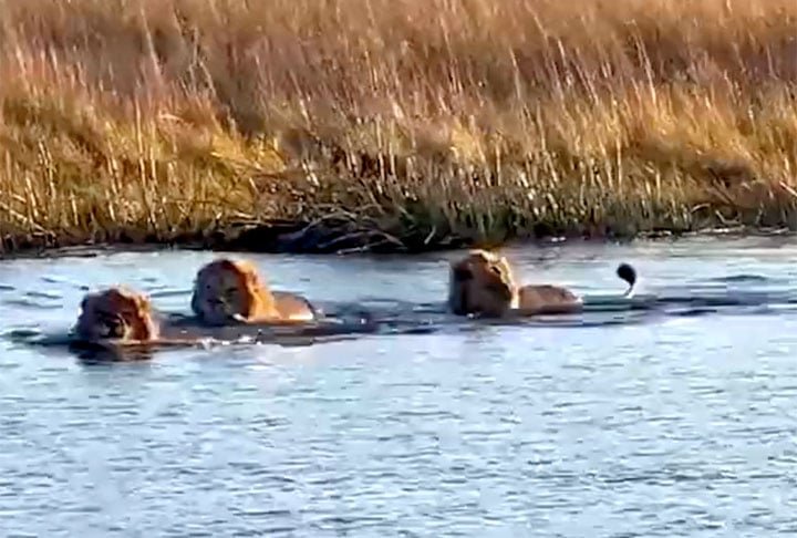 Os leões atravessavam um rio quando o hipopótamo, ao vê-los, avançou em velocidade , pela água, até alcançá-los para um ataque feroz. 