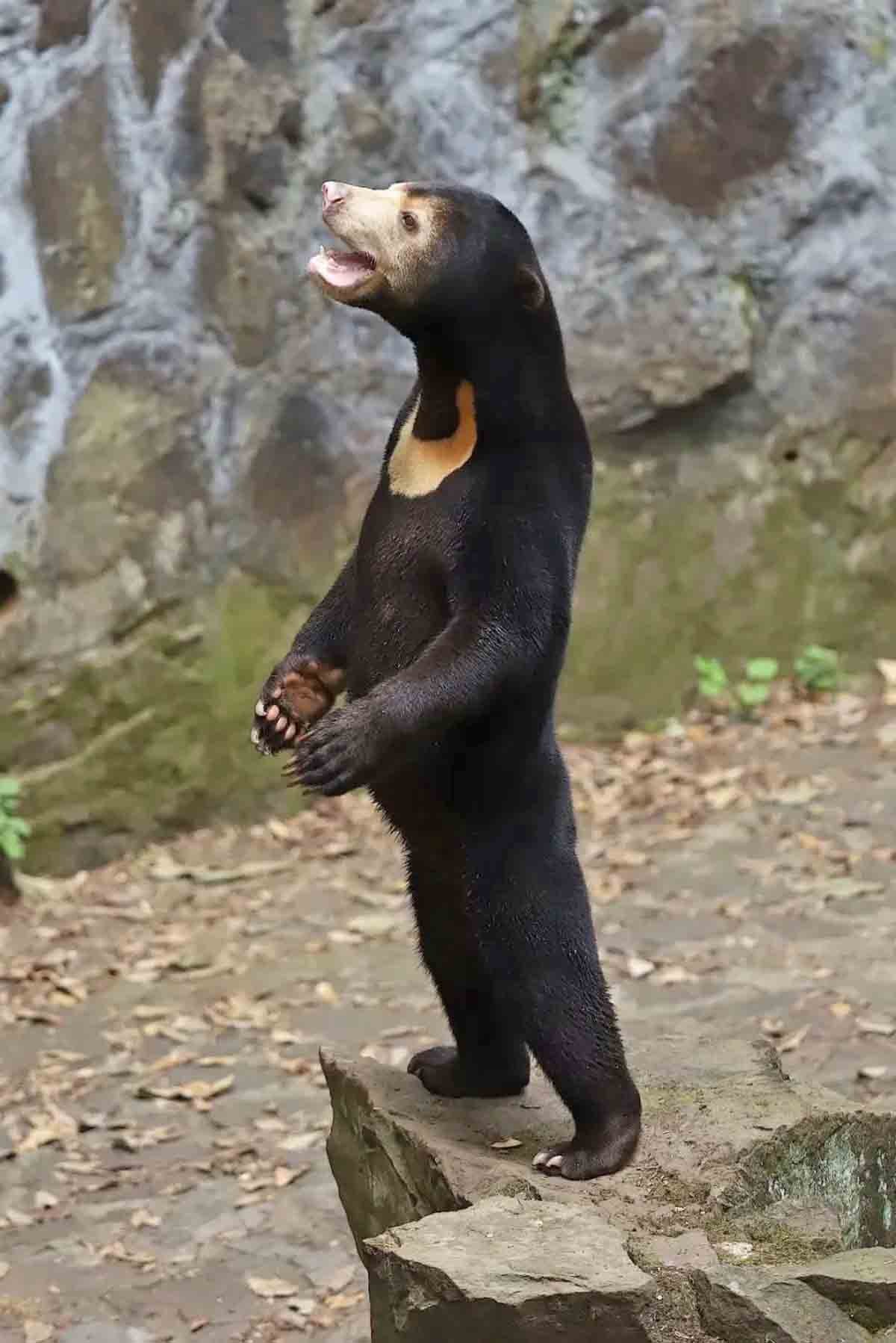 E não para por aí. Um outro zoológico chinês - o de Hangzhou - também chamou atenção com uma imagem que parecia fake.
