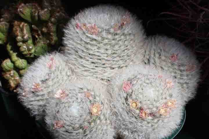 As flores são em forma de estrela, esbranquiçadas ou amarelas, com machas fortes de marrom que surgem no final do verão ou outono. É recomendado cultivar em umidade baixa ou média, com sol ameno pela manhã. Esta planta esférica também é conhecida como "cacto bola de neve", sendo rara, de forma única. 
