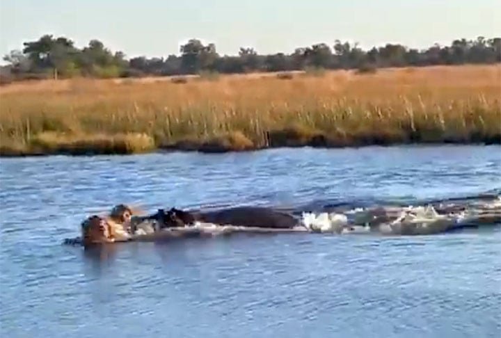 O vídeo foi publicado pelo jornalista americano Yashar Ali, colaborador da revista New York Magazine e do portal The Huffington post, e foi visto por mais de 10 milhões de internautas.