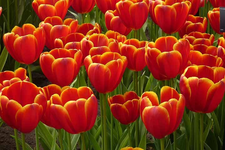O nome "tulipa" vem da palavra turca "tülbent", que significa "turbante", devido à forma da flor que lembra um turbante.
